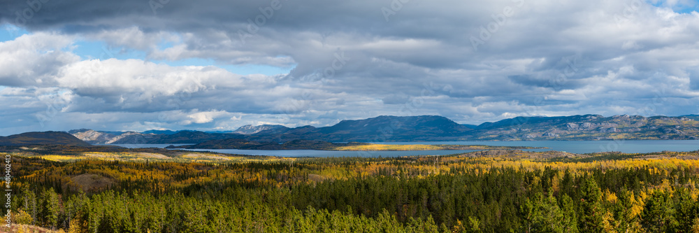 Panoramic landscape in Yukon Territory, northern Canada during September with spectacular fall, autumn colors on perfect blue sky day. 