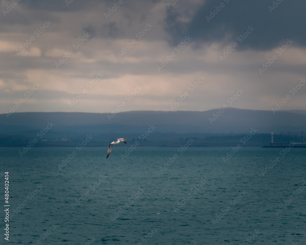 Seagull flying over the gulf of Burgas