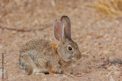 Wild bunny rabbit in sand