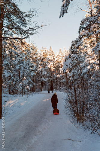 Woman draging kid on a sledge in snowy forest