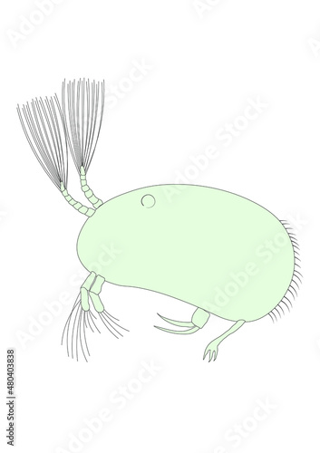 Muschelkrebs Ostracoda 