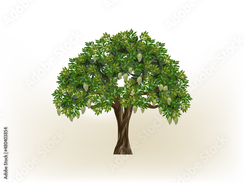 mango tree vector illustrations isolated on white. mango on the tree.