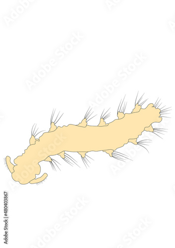 Polychaeta  Vielborster
