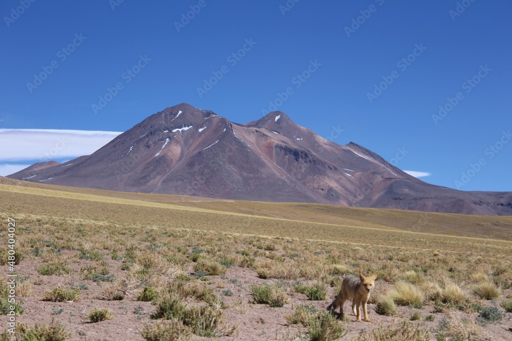 Andean fox (lycalopex culpaeus) in Atacama desert, Chile. 