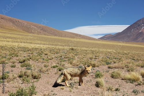 Andean fox  lycalopex culpaeus  on Atacama desert  Chile. 