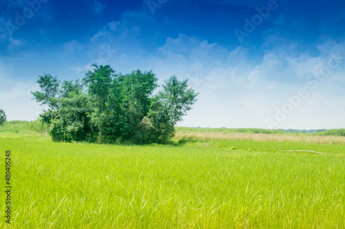 Beautiful rural landscape of Paddy field, blue sky , Howrah, West Bengal, India