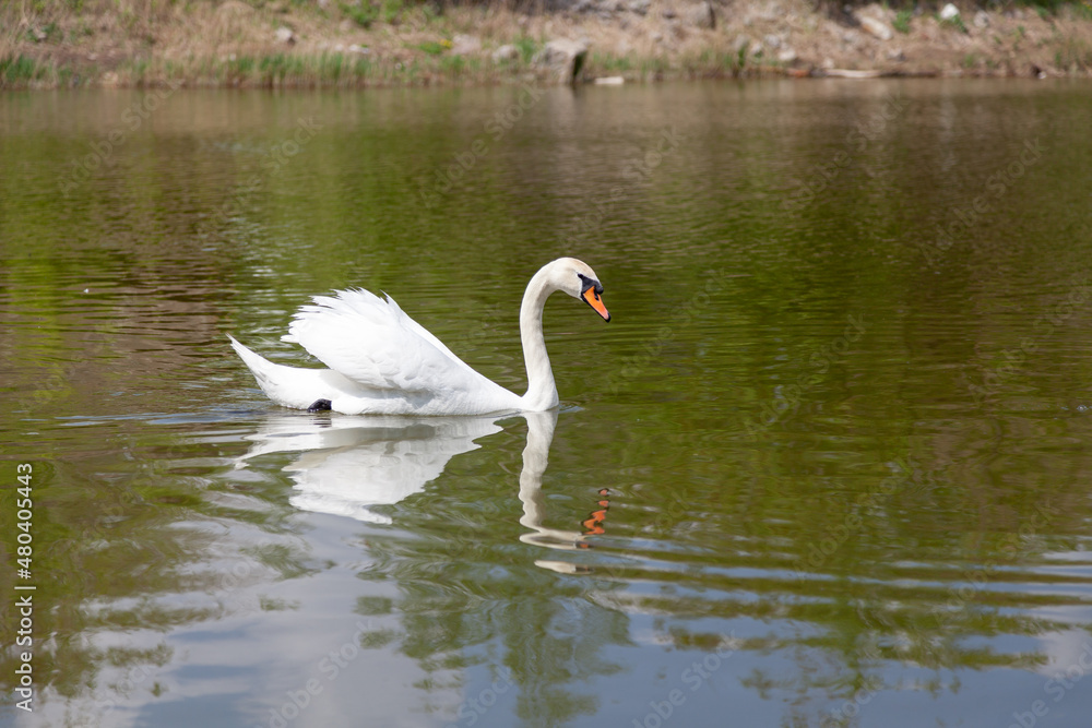 White swan floats on water White swan floats on water