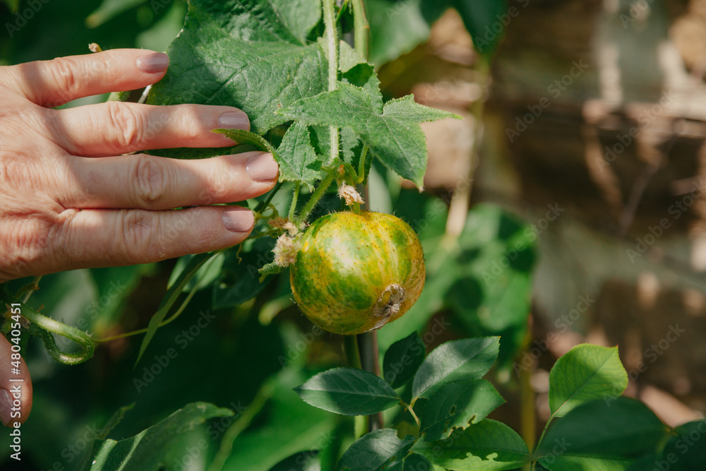 Round cucumber grows on a branch Round cucumber grows on a branch