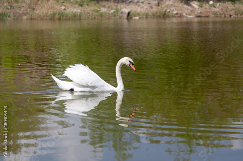 White swan floats on water