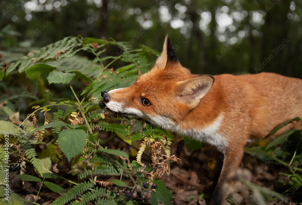 Red fox cub eating blackberries in forest