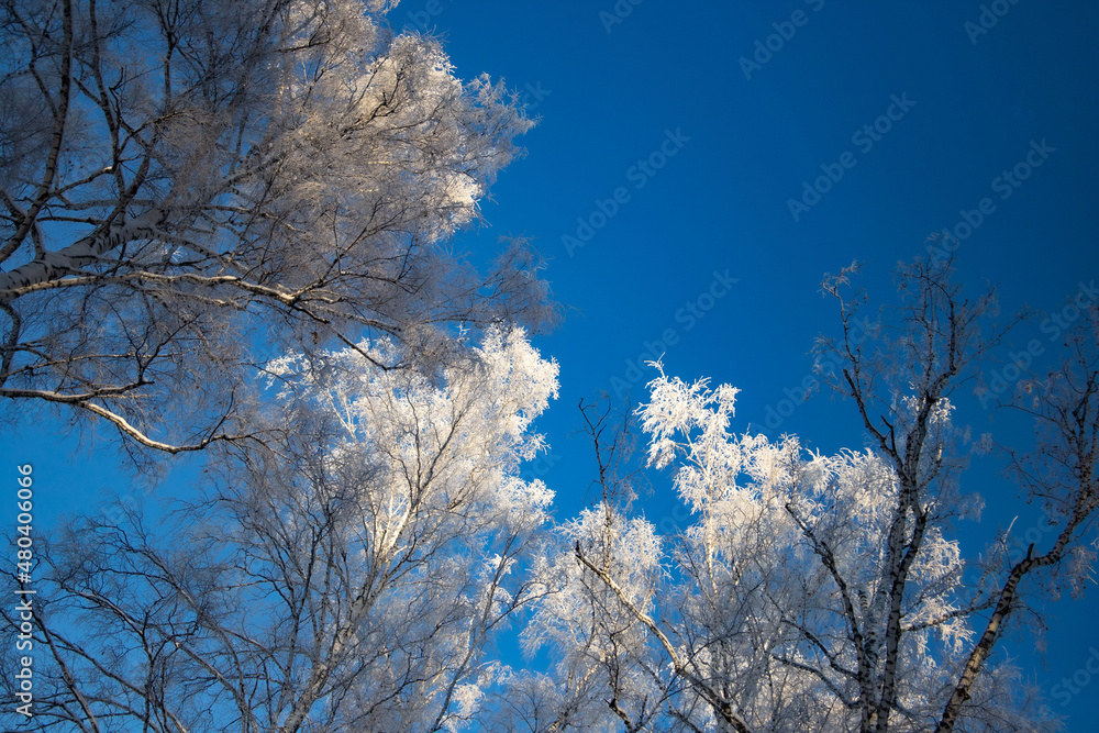 snow-covered winter forest in frost against a blue sky background snow-covered winter forest in frost against a blue sky background