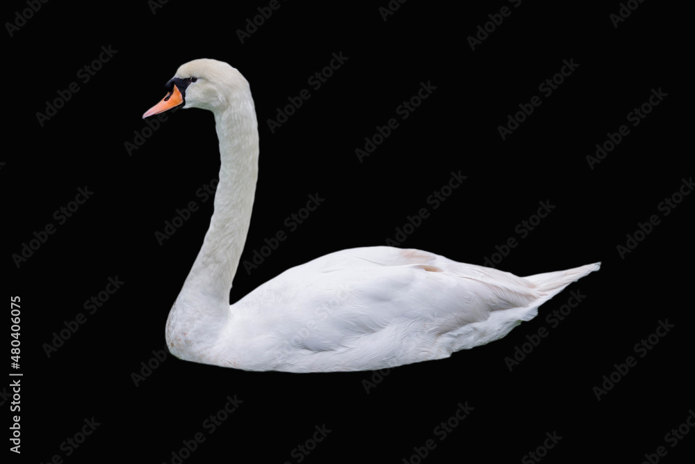 Fototapeta premium Beautiful mute swan, Cygnus olor, swimming in the lake