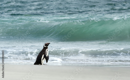 Magellanic penguin standing on a sandy beach against large waves