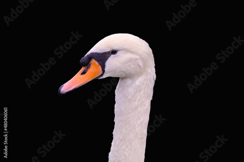 Beautiful mute swan, Cygnus olor, swimming in the lake