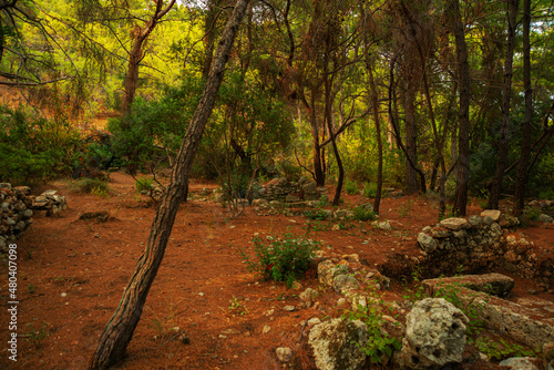 PHASELIS, TURKEY: Ruins of the Ancient city of Phaselis in the forest.