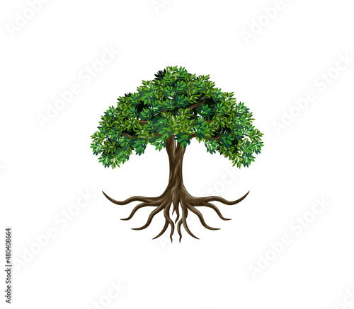 Acacia Tree and roots vector, tree with round shape	
