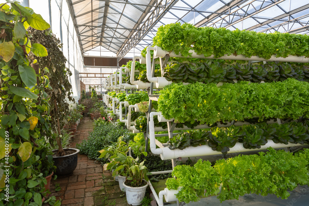 Interior of modern agricultural vegetable greenhouse