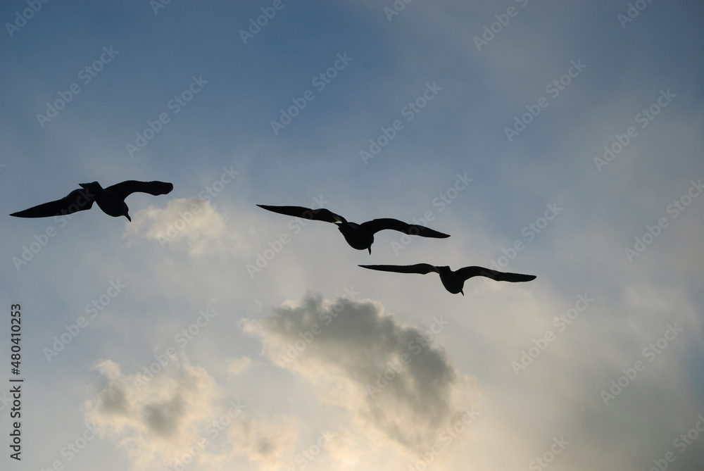 カモメ シルエット Stock Foto Adobe Stock