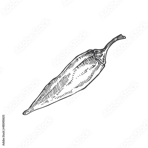 Jalapeno Spicy Pepper. Hand Drawn Sketch Vegetable Vector Illustration. Natural Food Doodle Isolated