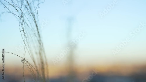 Wallpaper Mural 夕暮れの空と揺れるススキ Torontodigital.ca