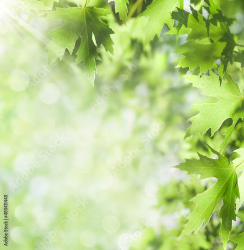 Spring background. Fresh bright leaves of maple tree in the sunlight.