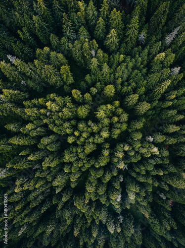 Aerial views with the deep forests covering the Carpathians, Romania.