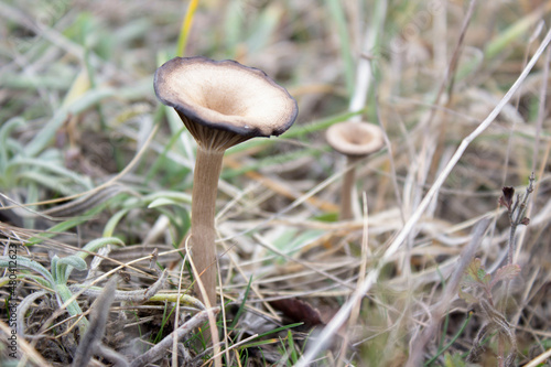 Poisonous beige mushroom in the forest. inedible mushroom