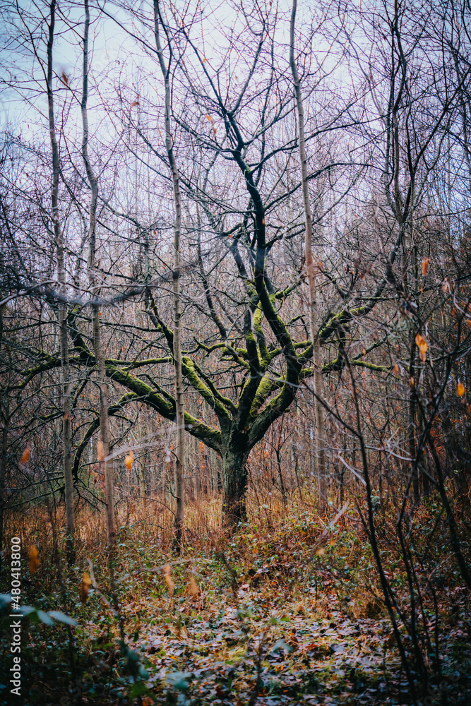 green mossy tree in autumn forest