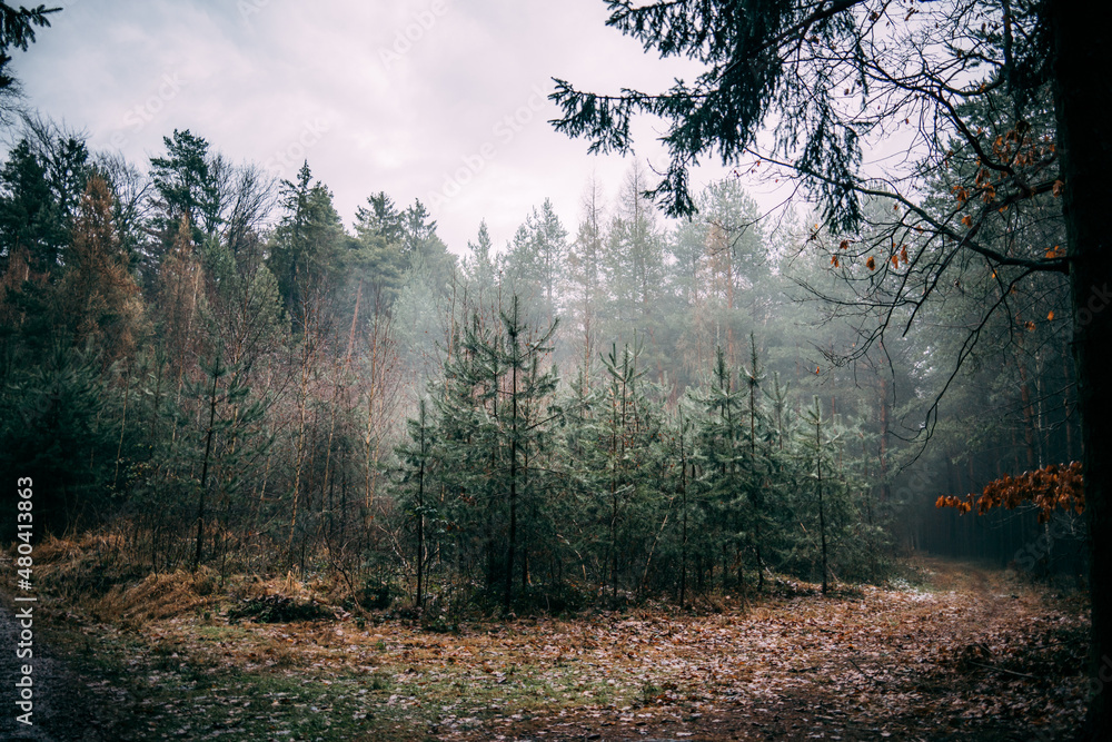 Obraz premium small pine trees at morning in the forest