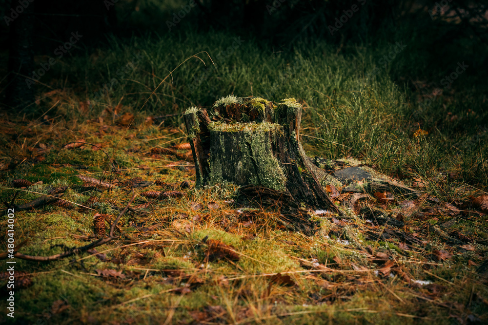 old tree stump with dry grass at autumn forest old tree stump with dry grass at autumn forest