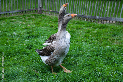 Pommerngänse auf einer Wiese photo