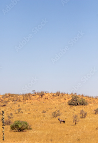 Gemsbok in the Kalahari