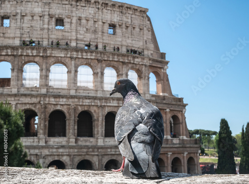 Pigeon in front of famous Colosseum (Flavian Amphitheatre) in Rome, Italy.