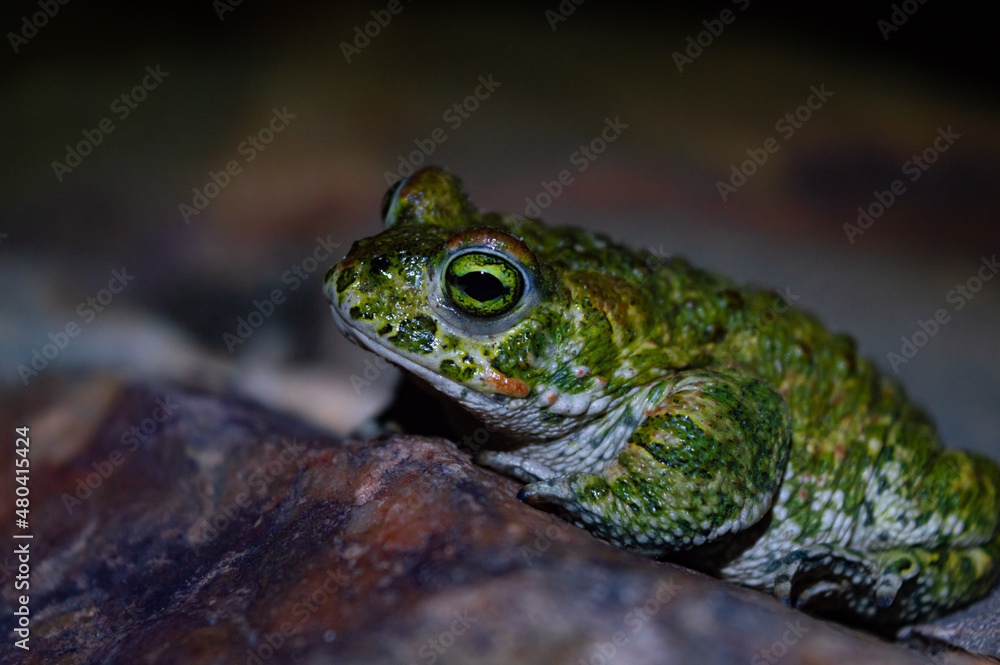 Fototapeta premium Macro shot of the frog sitting on rock. Isolated on blurred dark background