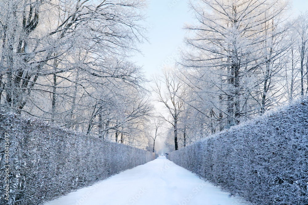 Fototapeta premium snowy road in a winter park in the forest