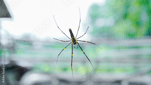 Close up macro shot of a Asia garden spider sitting in a spider web