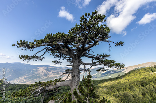 the majestic Pino Loricato (Bosnian pine) called  Patriarca (patriarch) due to its millennial age in the Pollino National Park. Pinus heldreichii or Pinus leucodermis. Calabria and Basilicata, Italy