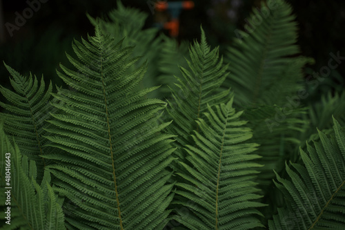 Tropical leaves background  ungle leaf garden