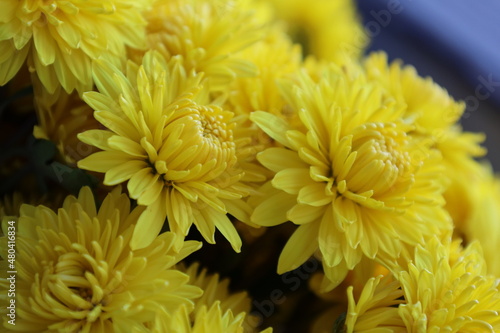 Bouquet of yellow chrysanthemums close up with bokeh effect.