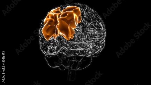 Brain superior parietal lobule Anatomy For Medical Concept 3D Animation photo