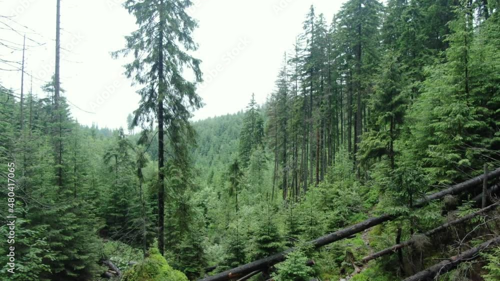A drone flies between the trees in the mountain forest. Carpathian mountains. Gorgany. A drone flies between the trees in the mountain forest. Carpathian mountains. Gorgany.