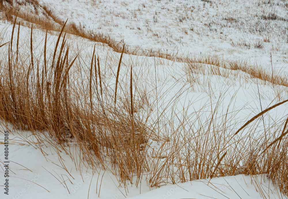 Fototapeta premium 537-04 Dune Grass in Winter