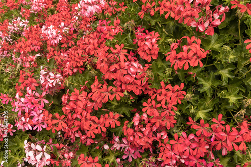 Fototapeta Naklejka Na Ścianę i Meble -  wild red flowers in nature