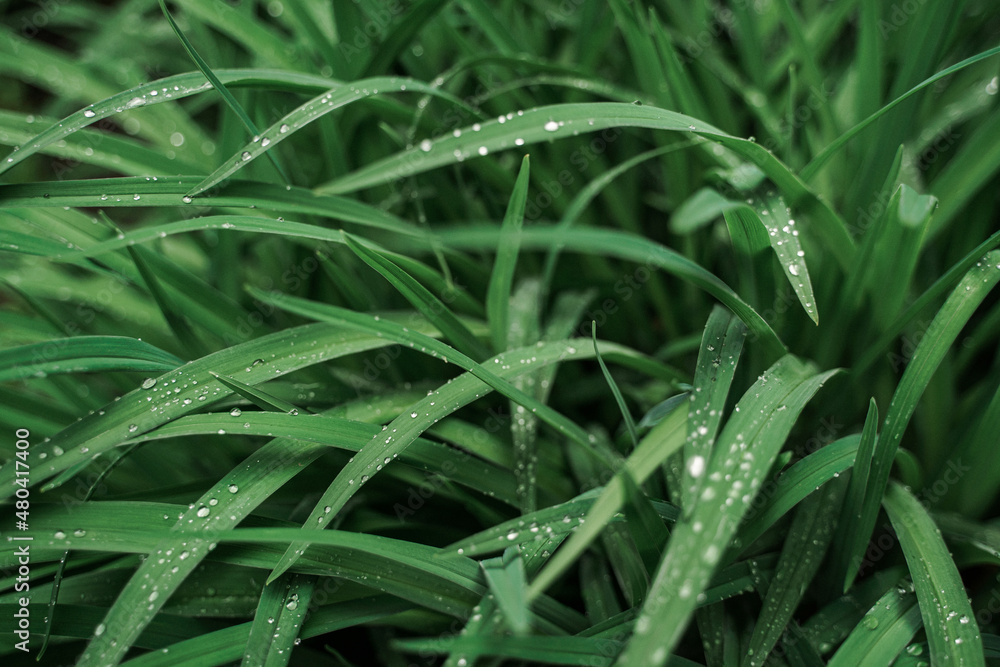 Green stalks of emerging grain with drops of morning dew. Spring in the countryside. Green stalks of emerging grain with drops of morning dew. Spring in the countryside.