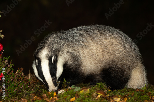 Badger, Scientific name: Meles Meles. Close up of a large, adult, male badger foraging in Autumn with mushrooms, green moss, red berries and heather. Horizontal. Copy Space