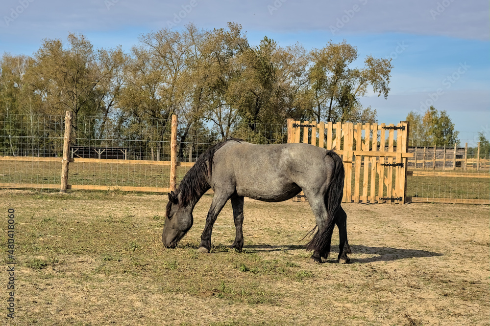 Fototapeta premium Beautiful thoroughbred horse in paddock. Small farm in Ukraine. Picturesque rural landscape. a big, strong, hardy horse. Ukraine.
