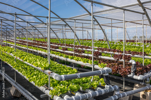 Rows of lettuce with hydroponic system in greenhouse photo