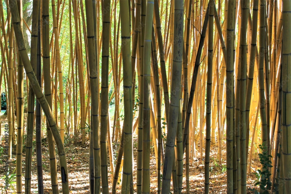Fototapeta premium bamboo forest background
