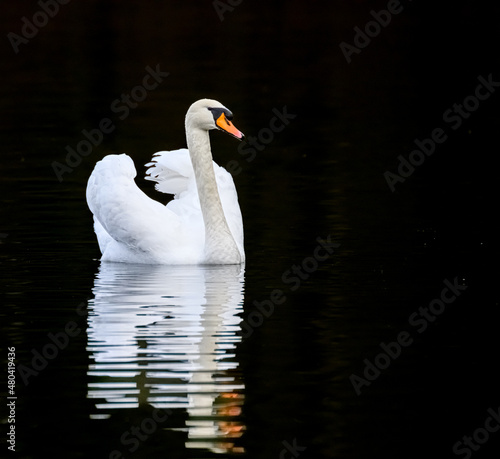 Ein Höckerschwan zieht seine abendliche Runde auf einem See und spiegelt sich darin