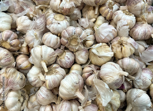 Background of fresh garlic for planting in the garden 